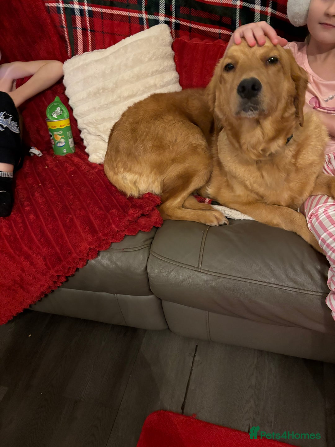 Golden Retriever dogs for sale: Adorable golden retriever puppies  - Advert 20