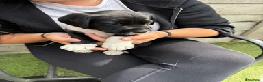 Cockerdor 3