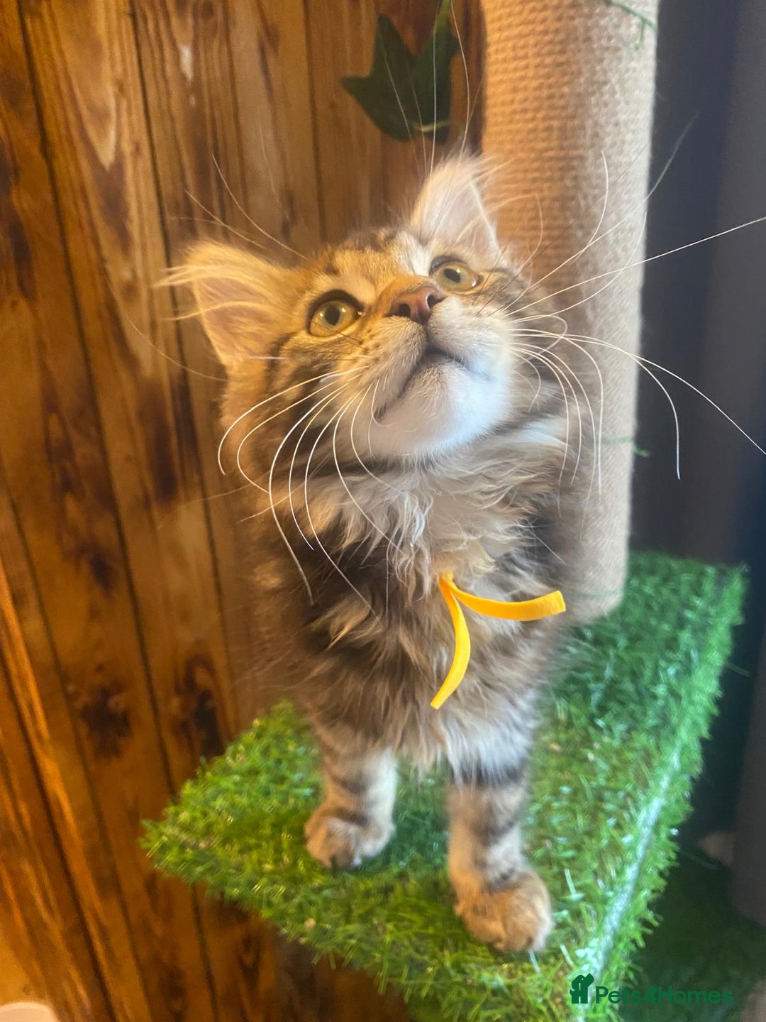 Maine Coon cats for sale: Gccf maine coon babies - Advert 10