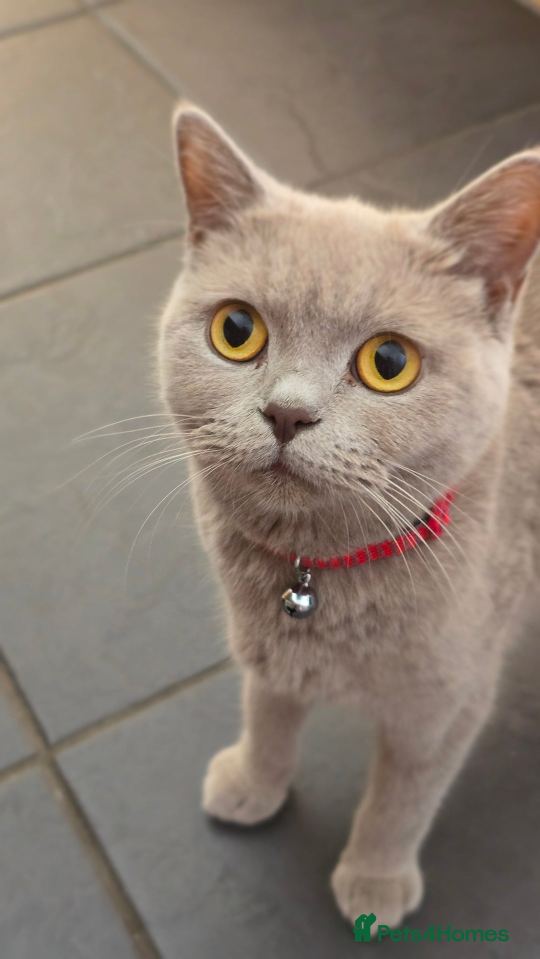 British Shorthair cats for sale: Adorable British Shorthair Kittens  - Image 6