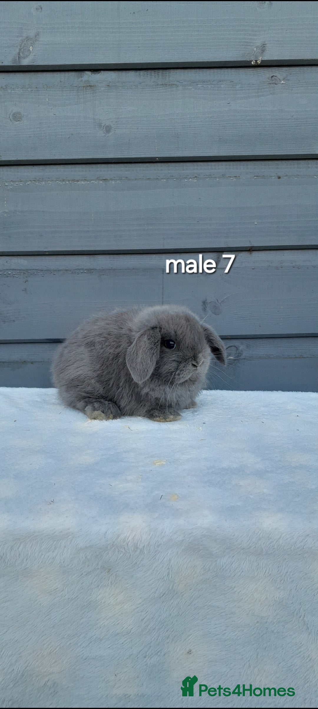 Mini Lop rabbits Purebred mini lops ready to reserve  - Advert 6