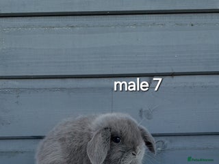 Mini Lop rabbits Purebred mini lops ready to reserve - Advert 4