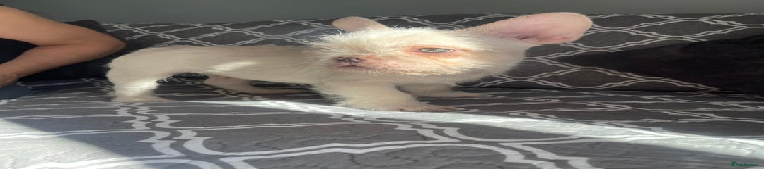 Blanco Frost