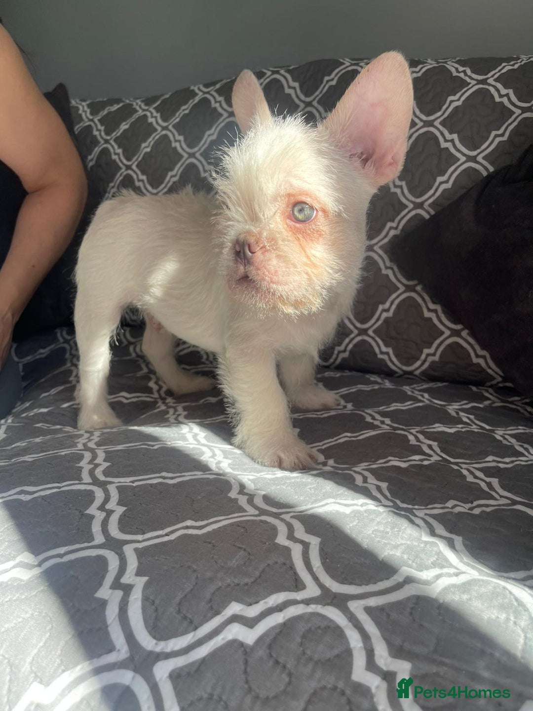French Bulldog dogs for sale: Big Perm, fluffy and furnished frenchies  - Image 31