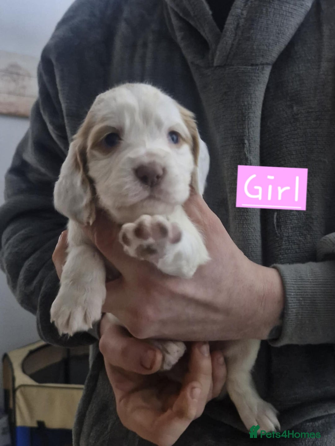 Cocker Spaniel dogs for sale: cocker spaniel puppies for sale - Advert 4