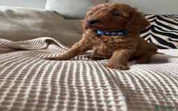 Labradoodle dogs for sale: Red curly labradoodles (F1b) - Image 7