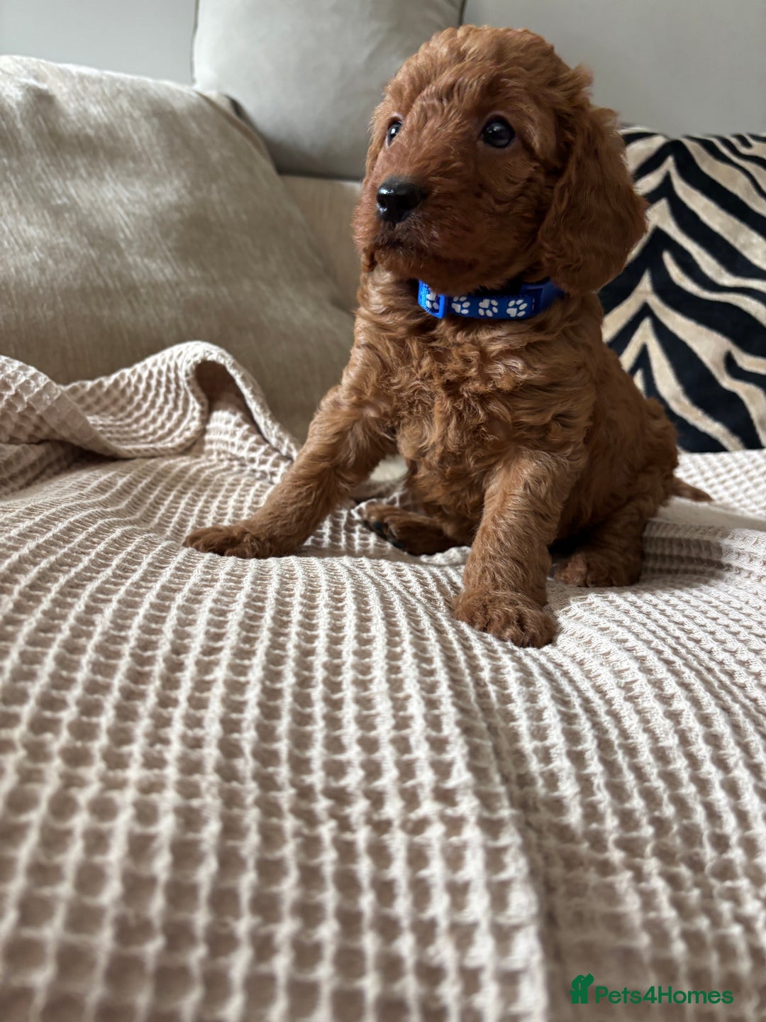 Labradoodle dogs for sale: Red curly labradoodles (F1b) - Image 7