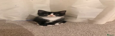 Lisa