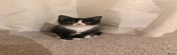 Mixed Breed cats for sale: Adorable Tuxedo kittens from much loved home - Advert 5