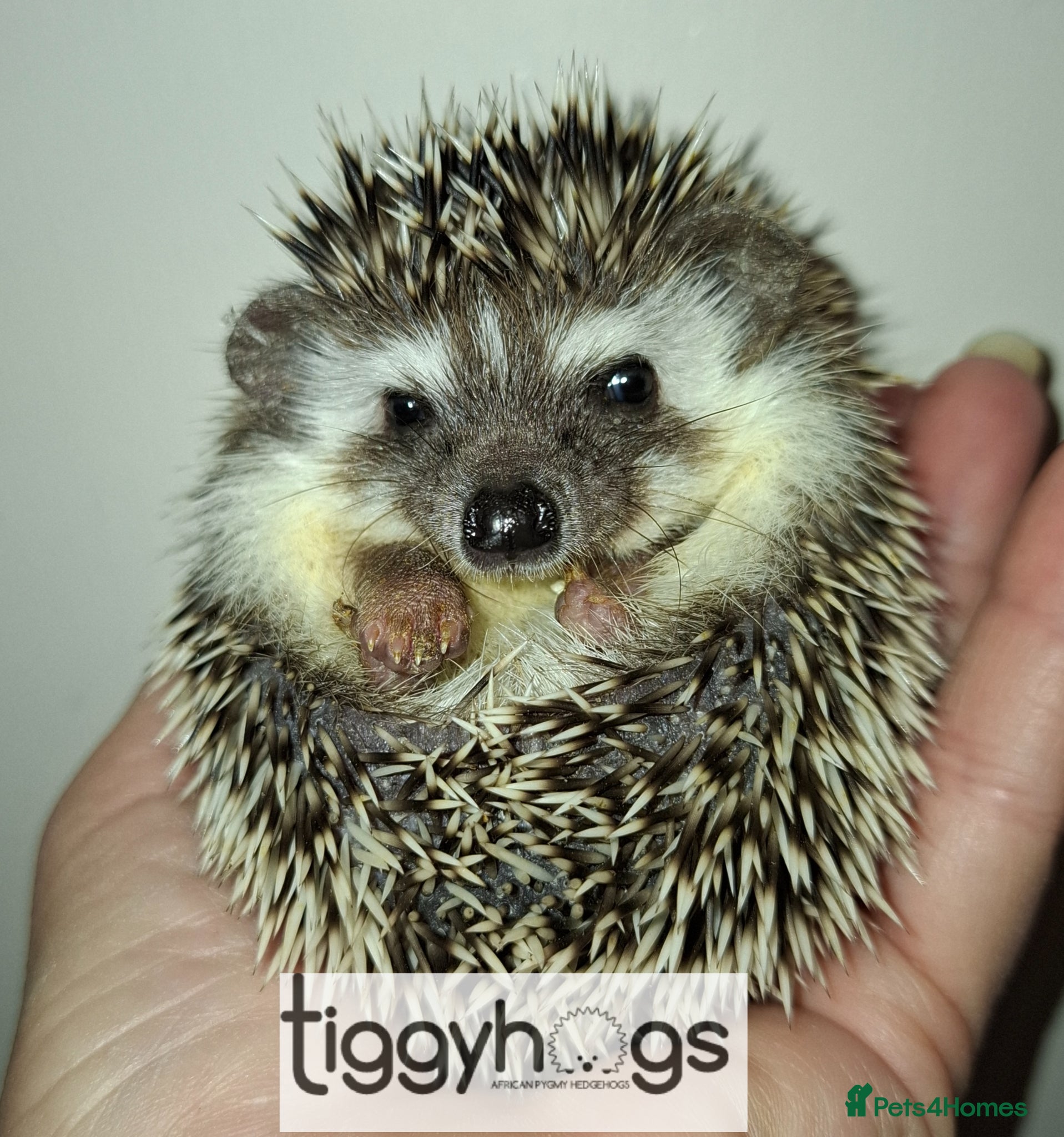 Pygmy Hedgehog rodents New pics added 27/4 male and females available  - Advert 2