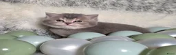 British Shorthair cats for sale: Golden Registered British shorthair kittens  - Advert 16