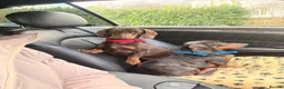 Miniature Dachshund dogs for sale: Miniature daschund puppies for sale in Egham - Advert 7