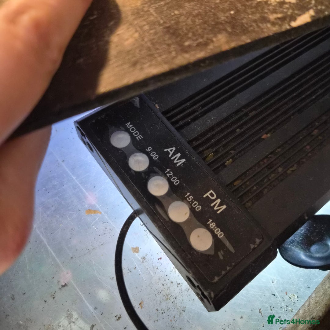 Loaches fish for sale: Tropical aquarium plus fish, Shrimp and snails - Advert 6