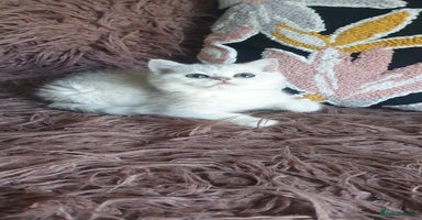 British Shorthair cats - Advert 16