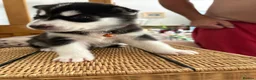 Siberian Husky dogs for sale: Adorable Siberian huskies  in Saint Helens - Advert 18