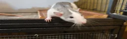 Rat rodents for sale: READY NOW! Updated. Gorgeous fancy dumbo rats - Advert 4