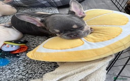 French Bulldog dogs for sale: French bulldog gorgeous girl - Image 6