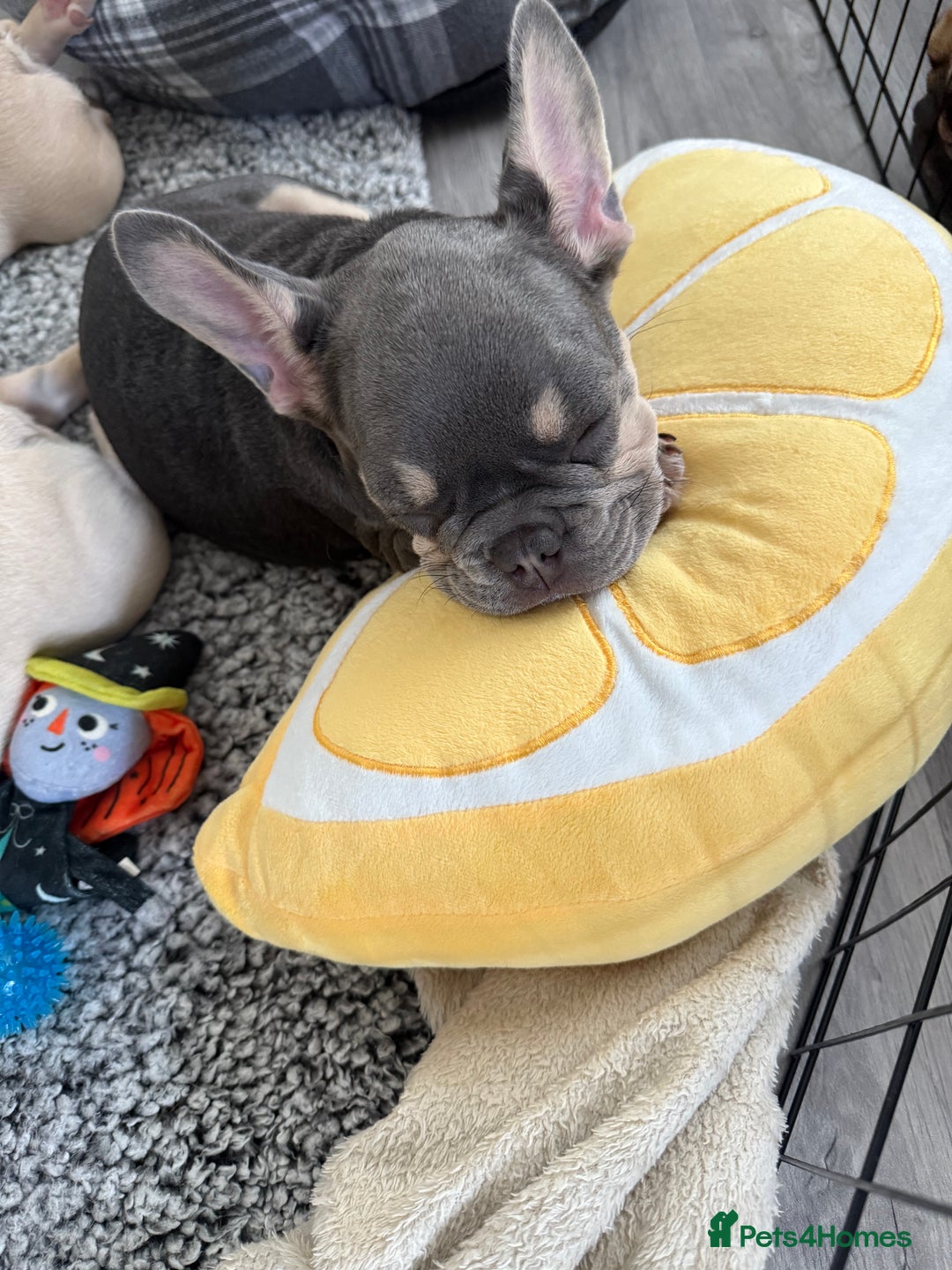 French Bulldog dogs for sale: French bulldog gorgeous girl - Image 6