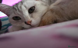 British Shorthair cats for stud: Pretty BSH looking for STUD - Image 7