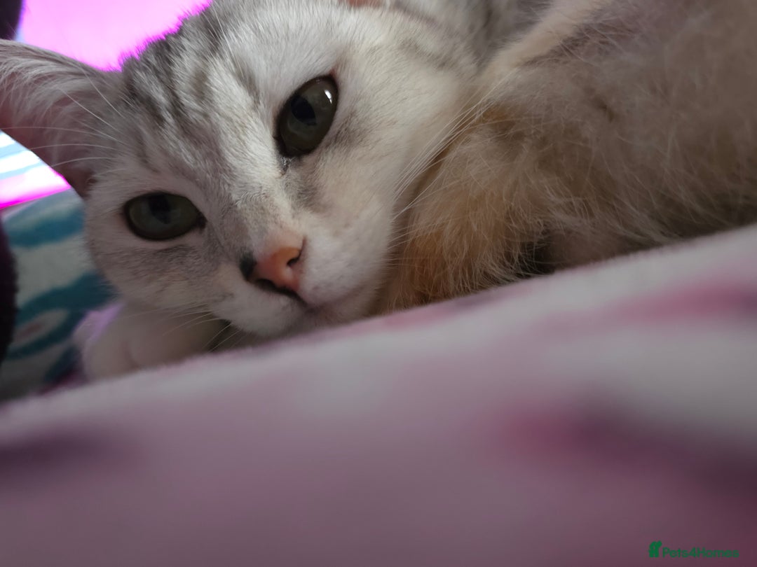 British Shorthair cats for stud: Pretty BSH looking for STUD - Image 7