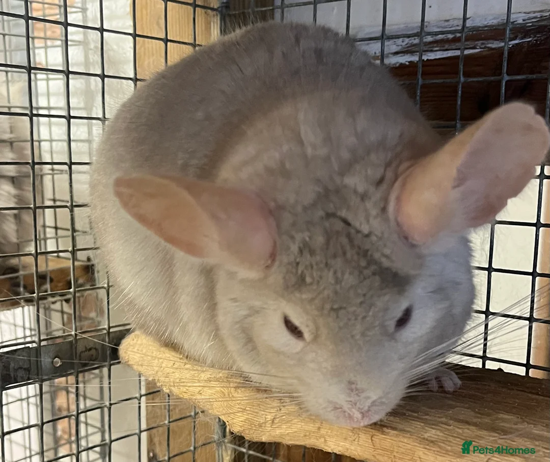 Chinchilla rodents for sale: Pair of Chinchillas (Gillingham Dorset)  - Advert 2