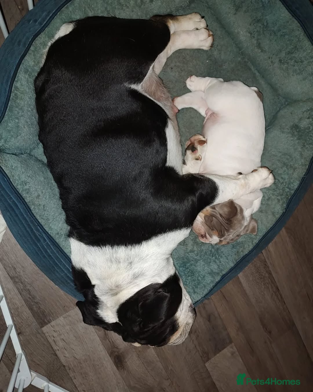 English Bulldog dogs for sale: 🐶🩵 English Bulldog Puppies for Sale 🐾✨ - Image 11