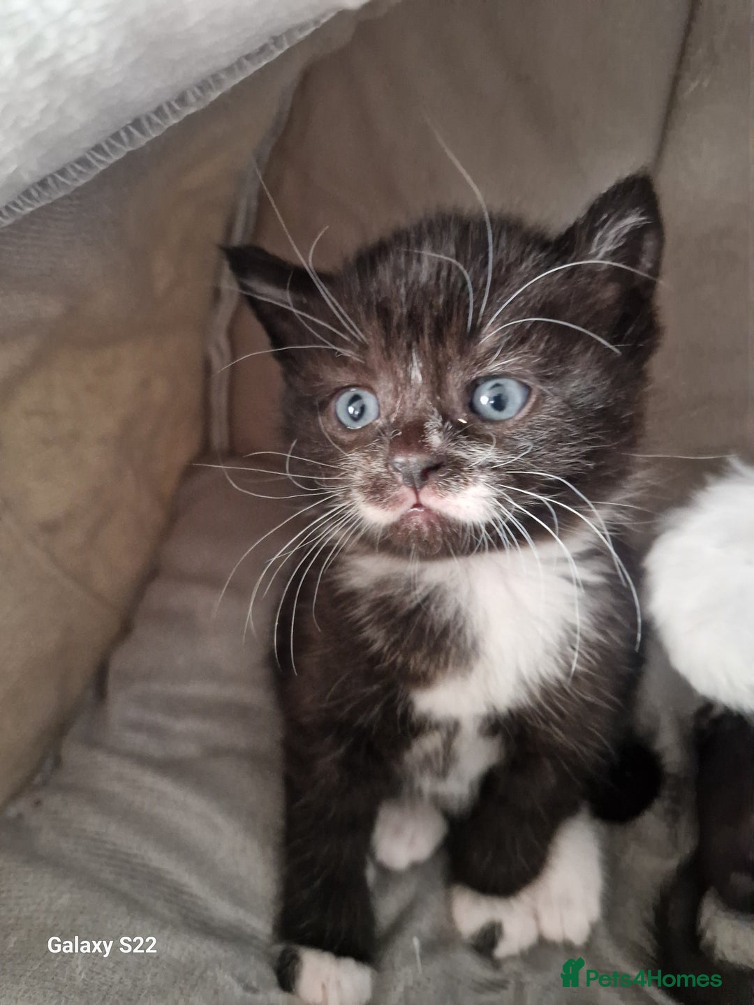 Scottish Fold cats for sale: Scotish fold/straight kittens  - Advert 5