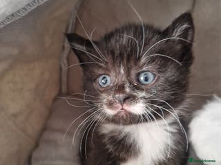 Scottish Fold cats Scotish fold/straight kittens - Advert 9