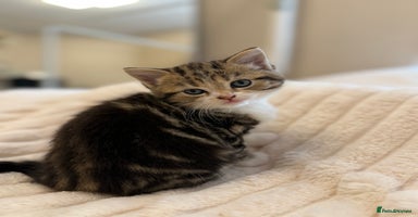 Mixed Breed cats - Advert 5