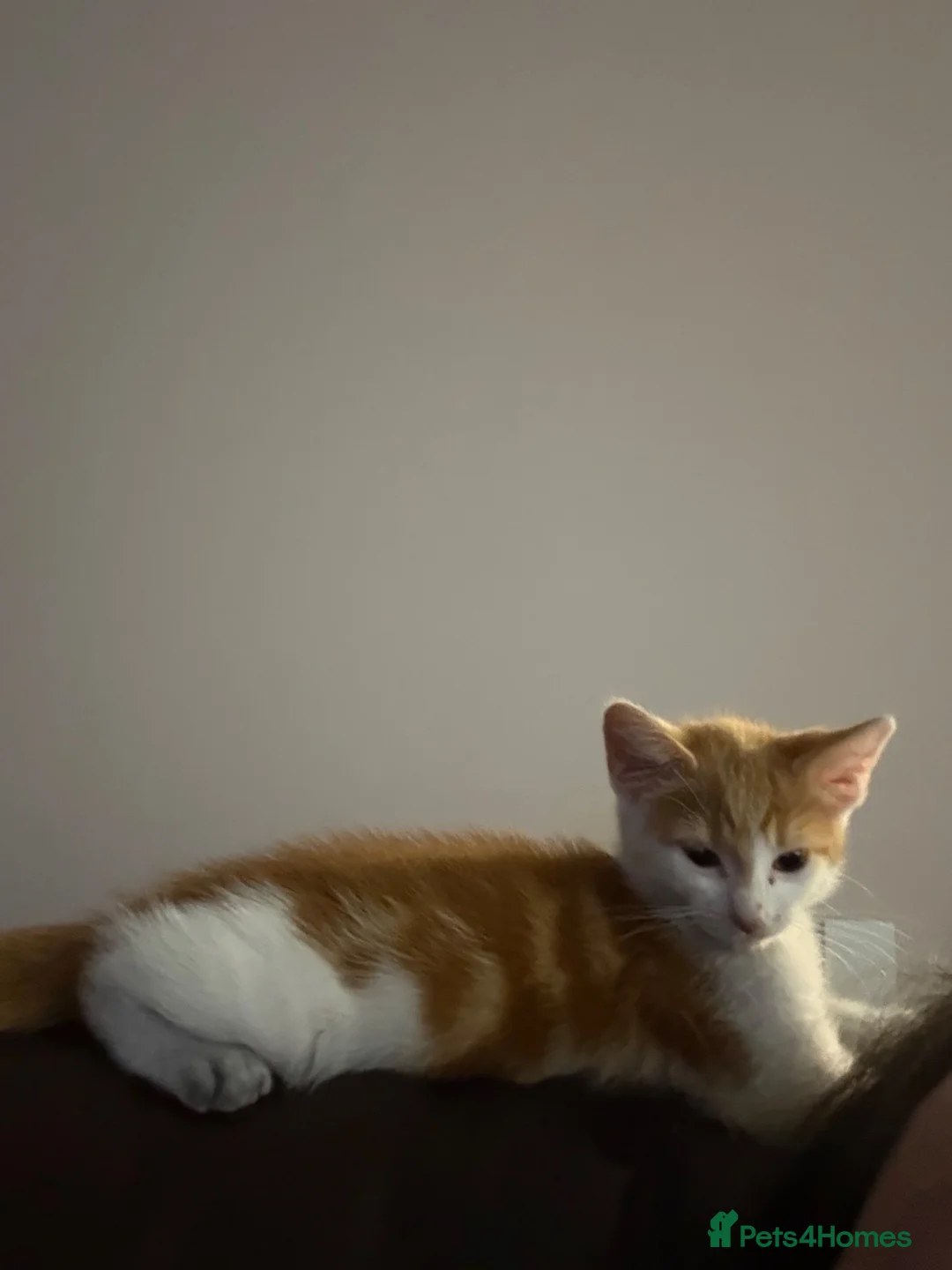 Mixed Breed cats for sale: Beautiful Male Kitten Ready Now - Advert 2