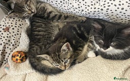 British Shorthair cats for sale: Beautiful kittens  - Image 3