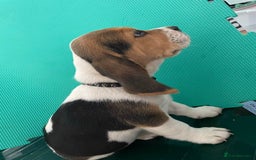Beagle dogs for sale: Purebred Beagle Puppies - Image 2