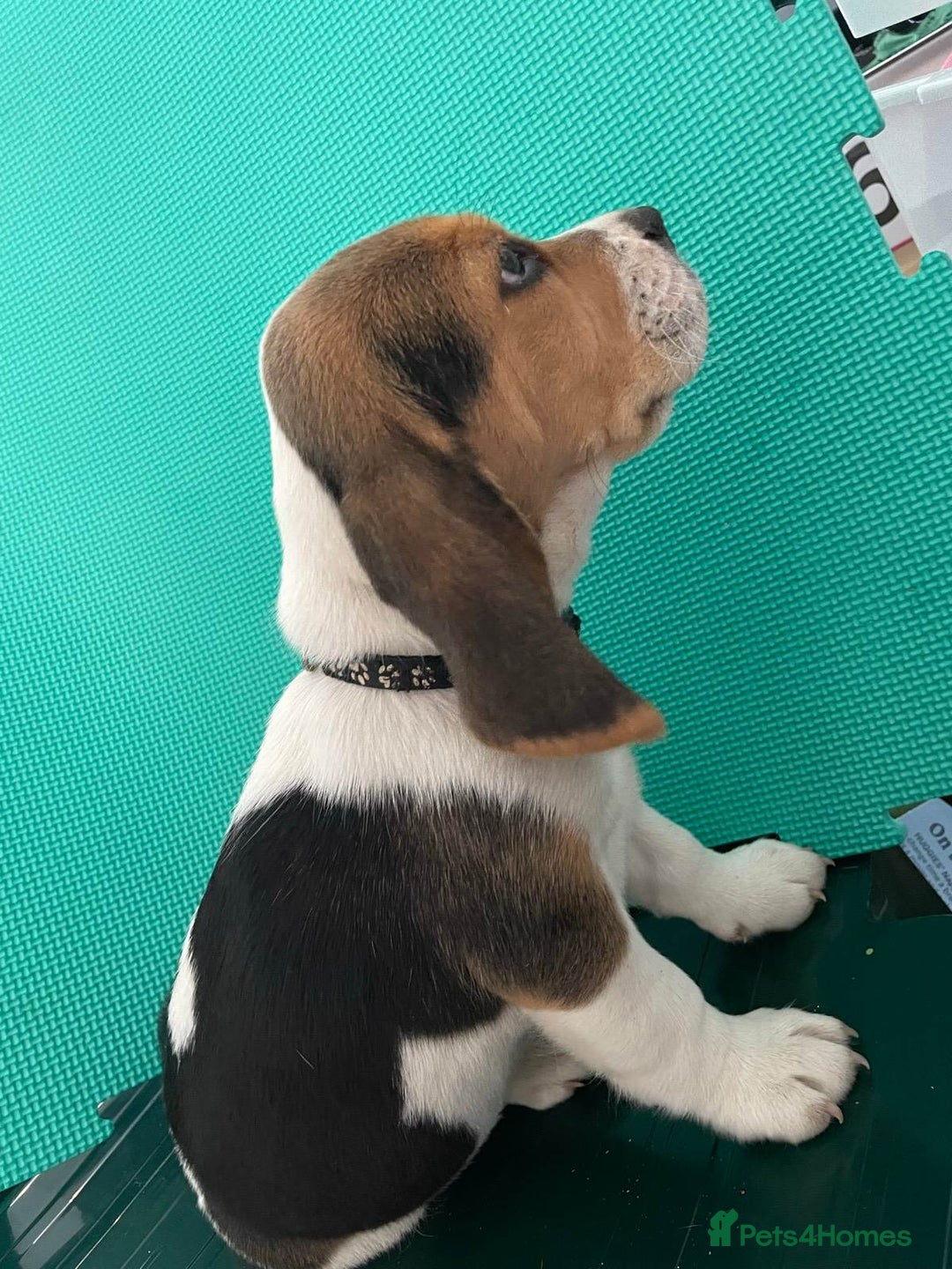 Beagle dogs for sale: Purebred Beagle Puppies - Image 2