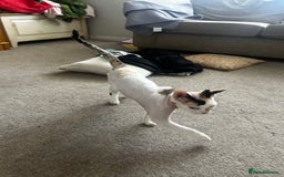 Devon Rex cats for sale: Two Devon Rex needs loving homes - adopt adoption  - Image 4