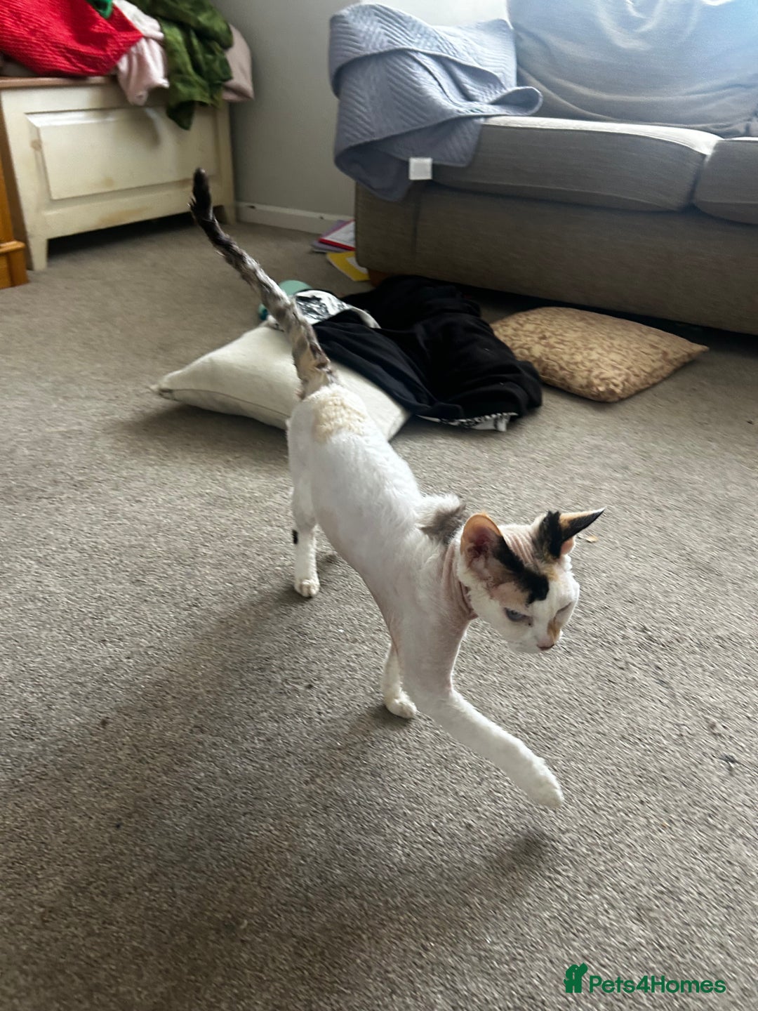 Devon Rex cats for sale: Two Devon Rex needs loving homes - adopt adoption  - Image 4