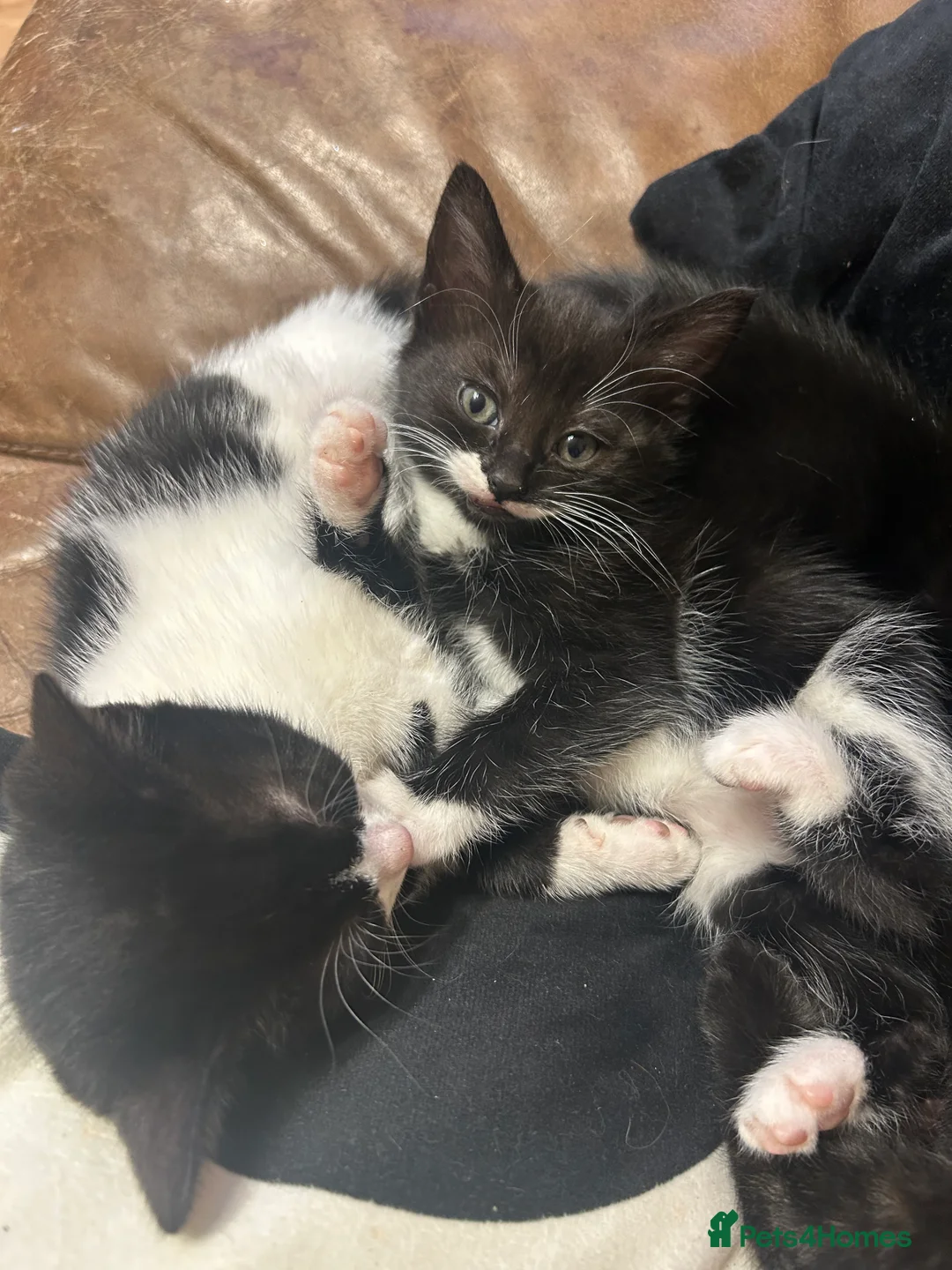 Mixed Breed cats for sale: 4 mixed breed kittens ready for new home  - Advert 2