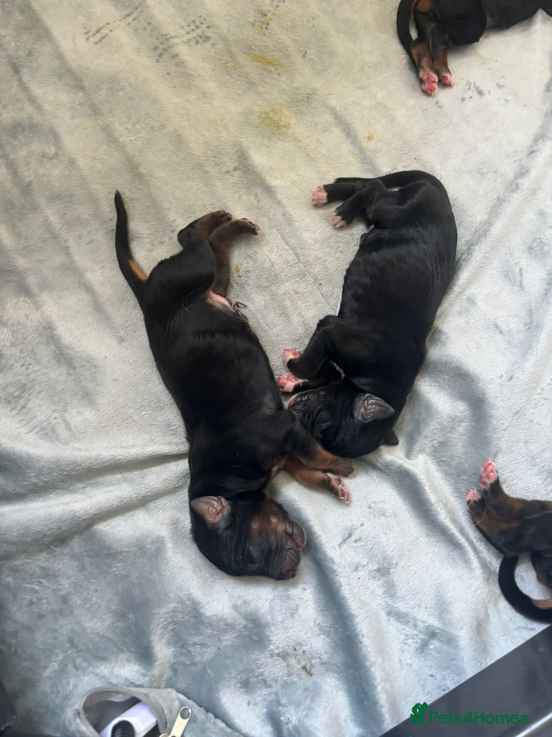 Mixed Breed dogs for sale: Border collie x irish petter puppies - Image 8