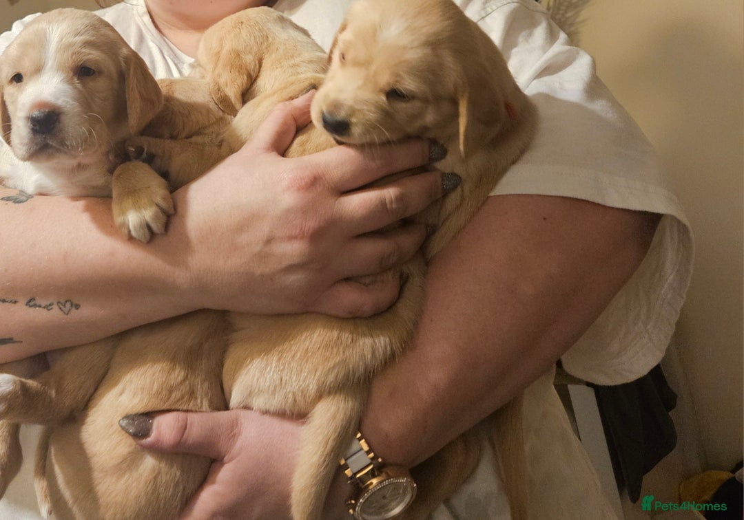 Cockerdor dogs for sale: Beautiful cockador pups - Advert 15