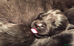 Mixed Breed dogs for sale: Beautiful Newfoundland cross  - Image 6
