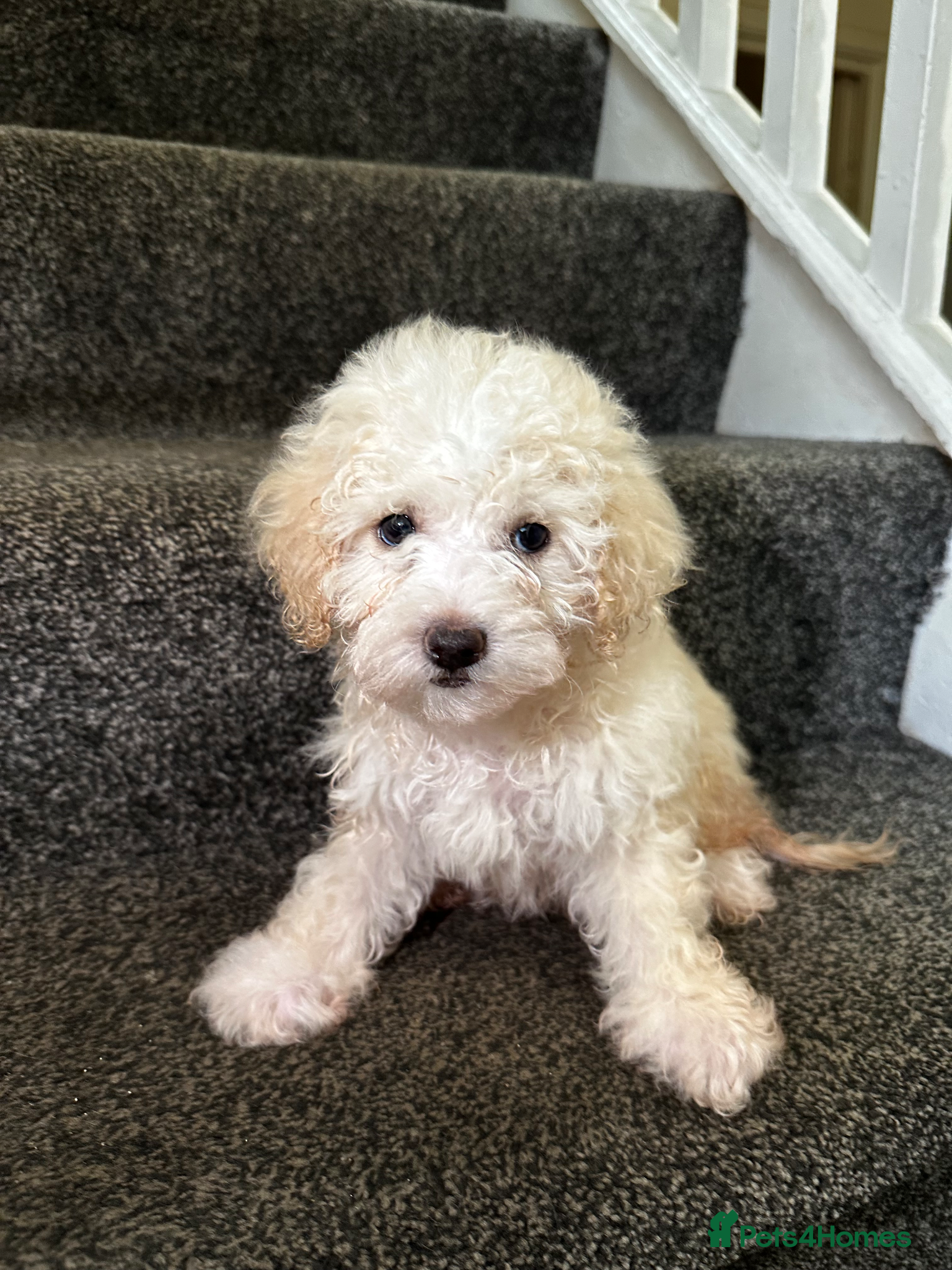 Maltipoo dogs 7 precious puppies looking for their forever homes - Advert 2