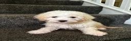 Maltipoo dogs for sale: 7 precious puppies looking for their forever homes - Advert 1