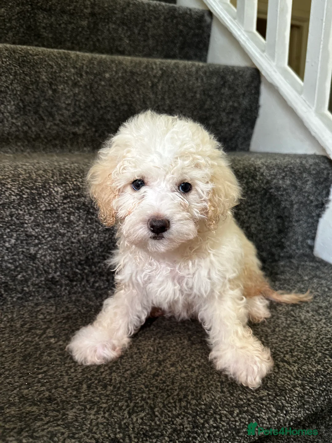 Maltipoo dogs for sale: 7 precious puppies looking for their forever homes - Advert 1