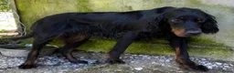 Gordon Setter dogs for adoption: Aillen - Advert 9