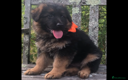 German Shepherd dogs for sale: Beautiful chunky long haired black, tan & red pups - Image 21