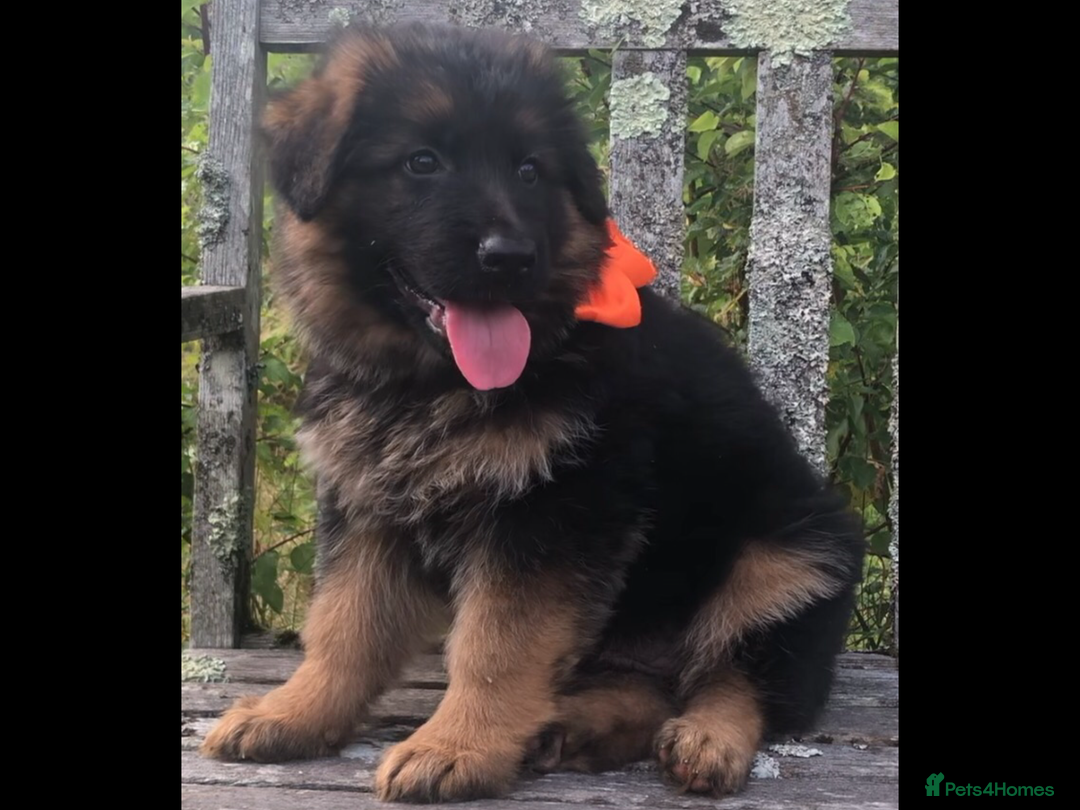 German Shepherd dogs for sale: Beautiful chunky long haired black, tan & red pups - Image 21