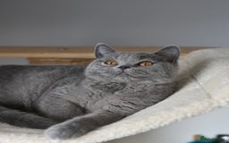 British Shorthair cats for sale: GCCF reg kittens looking for loving homes  - Image 11