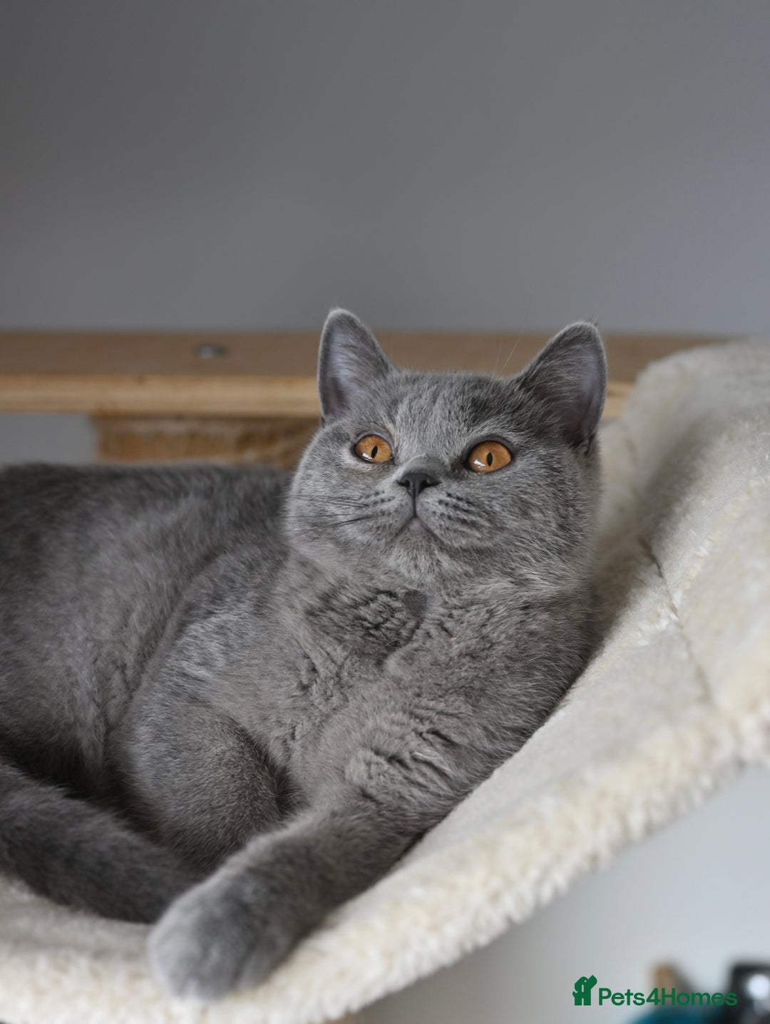 British Shorthair cats for sale: GCCF reg kittens looking for loving homes  - Image 11