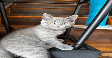 British Shorthair cats - Advert 3