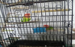 Lovebirds birds for sale: Unsexed pair of love birds  - Image 3