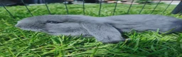 French Lop rabbits for sale: French lops  - Advert 3